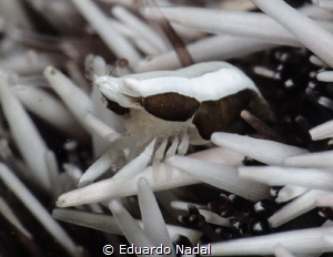 SHRIMP by Eduardo Nadal 